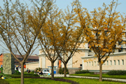 成都理工大學秋日的前校門