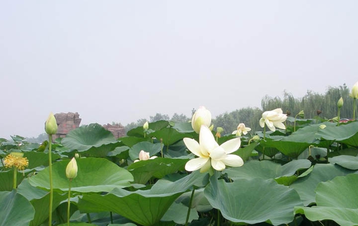  四川較好的中藥學(xué)專(zhuān)業(yè)學(xué)校是哪個(gè)