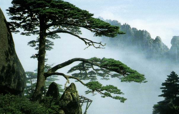 2020年黃山總?cè)丝跀?shù)量統(tǒng)計 最新黃山人口流入流出比例