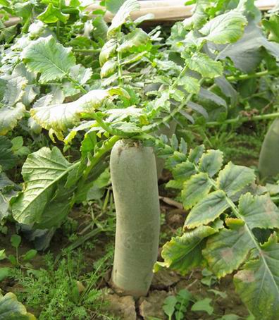 濰縣蘿卜論“個(gè)”來賣 身價(jià)貴過紅富士